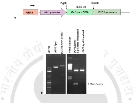 Fig 6.1 (A) Linear map of pGV8-Echmr gene construct. (B) Cloning of Echmr CDS into Bgl  II/Hind III restriction sites in yeast centromeric plasmid pGV8  