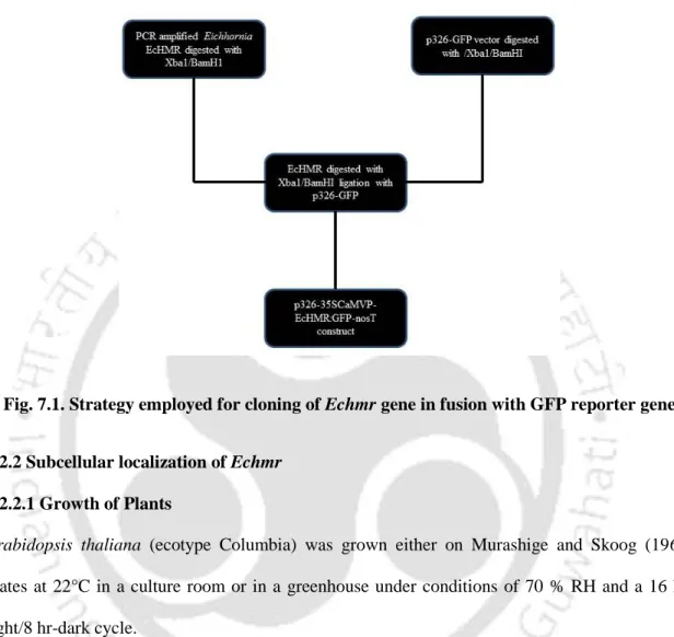Fig. 7.1. Strategy employed for cloning of Echmr gene in fusion with GFP reporter gene  7.2.2 Subcellular localization of Echmr 