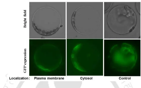 Fig 7.4 Expression of EcHMR:GFP fusion protein in protoplasts. The green color represents  the localization of EcHMR in the transiently transformed protoplast with 35SCaMVP:Echmr:GFP  construct