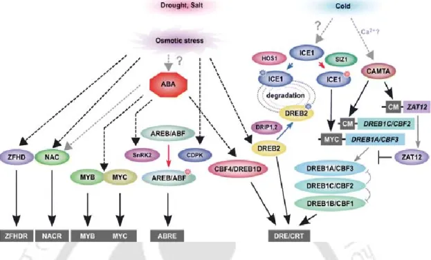 Fig. 2.2 Transcriptional regulatory network functioning in drought, salinity and cold stress  responses 