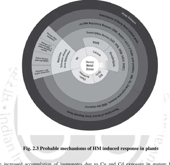 Fig. 2.3 Probable mechanisms of HM induced response in plants 