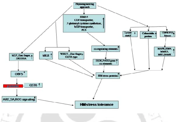 Fig.  2.4  A  regulatory  target  based  conceptual  model  for  HM  tolerance  phytoengineering