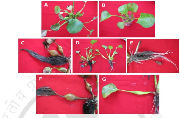 Fig  3.4.  Morpho-tissue  specific  changes  of  Eichhornia  plants  induced  by  HMs  stress
