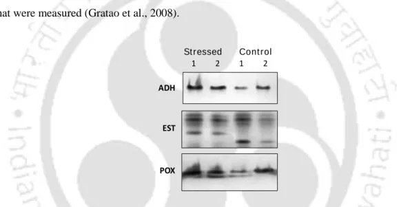Fig 3.7. Activity staining of isozymes of antioxidant enzymes on anionic PAGE. Alcohol  dehydrogenase (ADH), esterase (EST) and peroxidase (POX) 