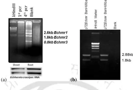 Fig  4.1  (a)  Reverse  Transcriptase  derived  cDNA  was  amplified  using  degenerate  primers