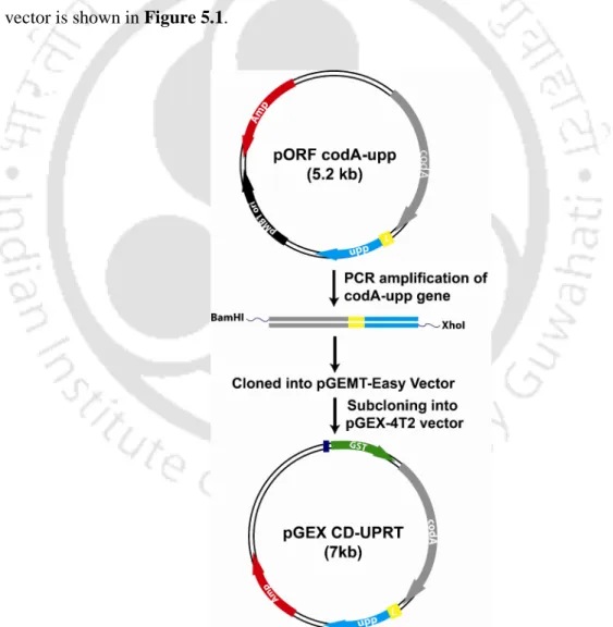 Figure  5.1. Schematic  representation  of  the  cloning  steps  involved  in  the  construction  of pGEX CD-UPRT vector.