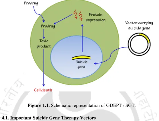 Figure 1.1. Schematic representation of GDEPT / SGT.
