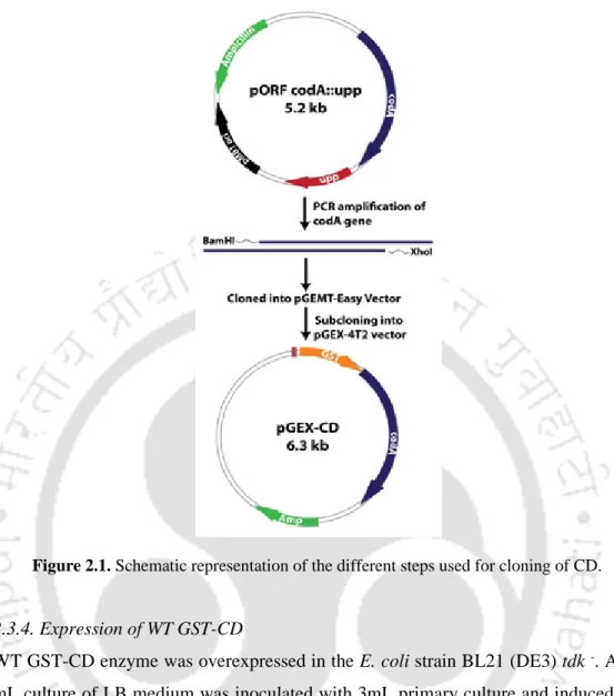 Figure 2.1. Schematic representation of the different steps used for cloning of CD.