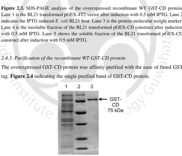 Figure 2.4. Affinity column purification of WT GST-CD protein. Lane 1 is the column flow through