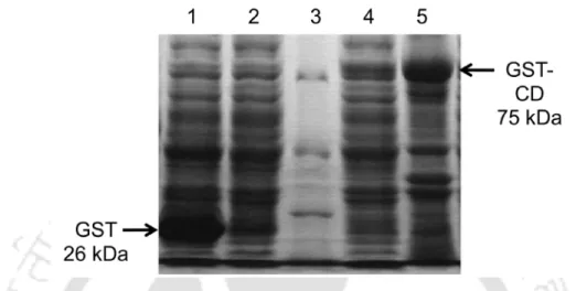 Figure  2.3. SDS-PAGE  analysis  of  the  overexpressed  recombinant  WT  GST-CD  protein.