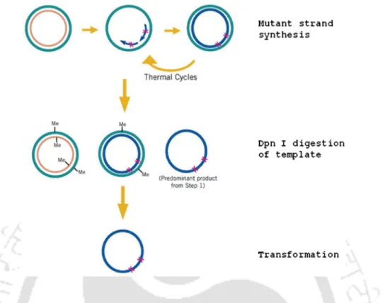 Figure 3.1. Schematic representation of the overview of the Multi Site-Directed Mutagenesis Method