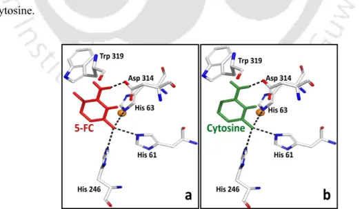 Figure 3.7. Hydrogen bond interactions and binding poses of (a) 5-FC and (b) cytosine in the