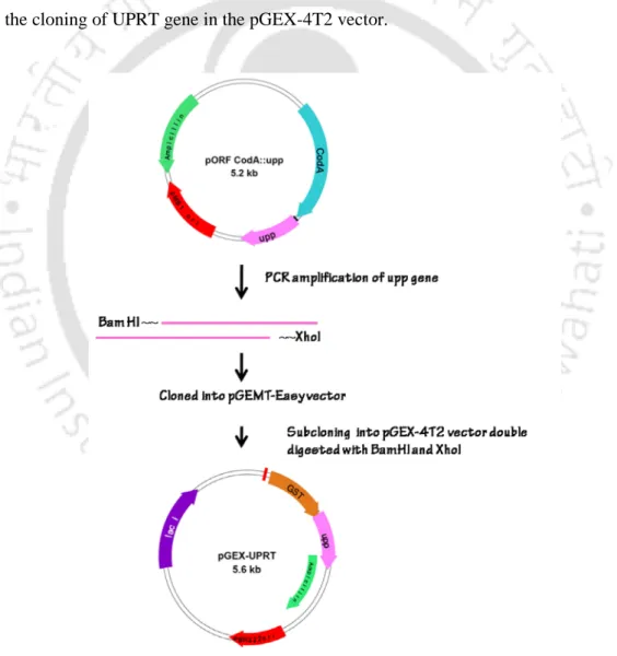 Figure 4.1. Schematic representation of the different steps involved in the cloning of UPRT.
