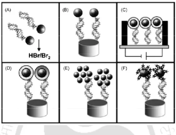 Figure 1.8  Schematic procedure of the different strategies used for the integration of AuNPs  into  DNA  sensing  systems:  (A)  previous  dissolving  of  AuNPs  by  using  HBr/Br2  mixture  followed by Au(III) ions detection, (B) direct detection of AuNP