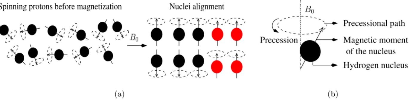 Figure 2.1: Illustration of (a) Nuclei alignment: Initially the protons rotate about their axes in random direction