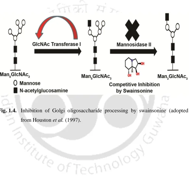 Fig. 1.4.  Inhibition  of  Golgi  oligosaccharide  processing  by  swainsonine  (adopted  from Houston et al