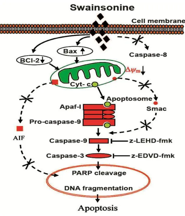 Fig. 1.5.  Proposed model of molecular mechanism of swainsonine-induced apoptosis  in Eca-109 cells (Adopted from Li et al., 2012)