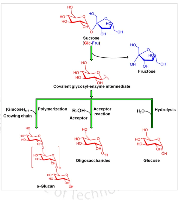 Fig. 1.3 Reactions catalyzed by glucansucrase. 