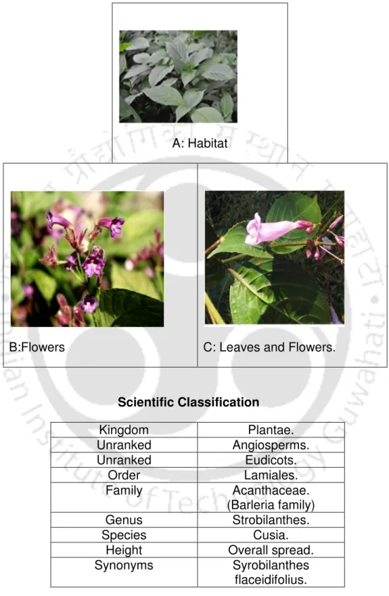 Fig. 30 Shows the Plant and flower of ‘Rom’ Strobilanthes Cusia and its  Classification 