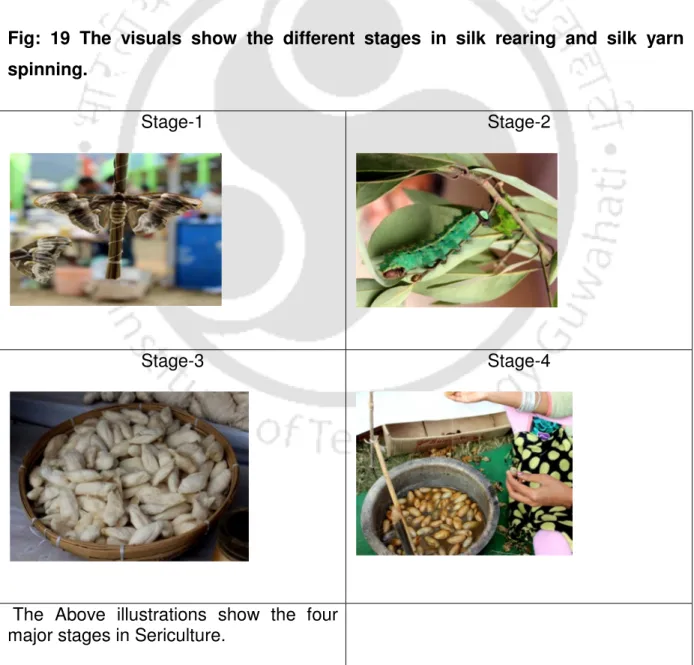 Fig:  19  The  visuals  show  the  different  stages  in  silk  rearing  and  silk  yarn  spinning