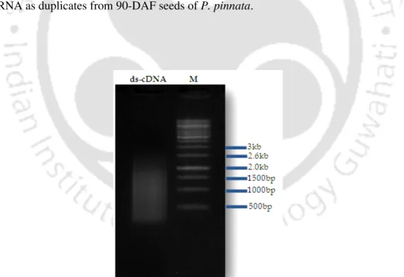 Figure  3.6:  Amplified  cDNA  profile  after  22  cycles  of  PCR  (5  µl  aliquots  electrophoresed on a 1.2 % agarose gel