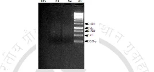 Figure 3.5: Purified mRNA as smear; M-1Kb DNA marker. EW-Empty well; S1, S2- S2-mRNA as duplicates from 90-DAF seeds of P