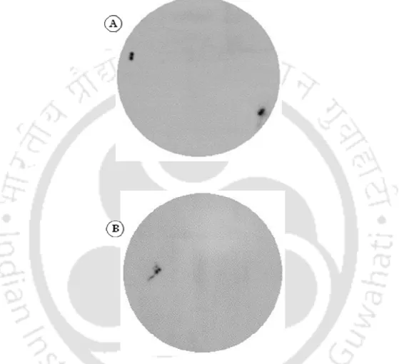 Figure  3.9:  High  density  filters  of  the  early  immature  seed  P.  pinnata cDNA  lilbrary  with  (A)  FAD2  and  (B)  SAD  probes