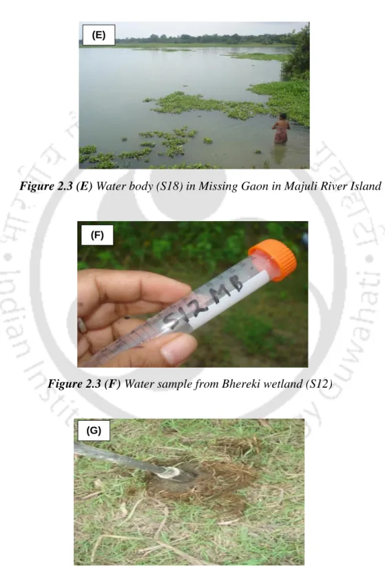 Figure 2.3 (E) Water body (S18) in Missing Gaon in Majuli River Island 