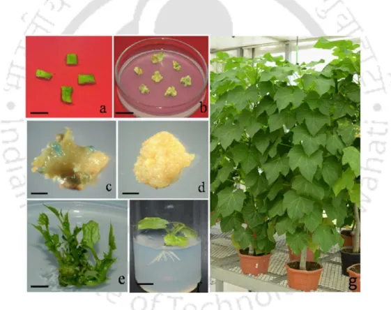 Figure  4.3  Agrobacterium-mediated  genetic  transformation  of  Jatropha  curcas  with  35S::AtDGAT1 construct