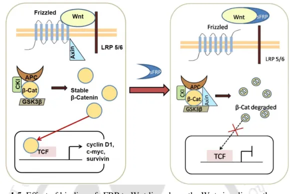 Figure 1.5. Effect of binding of sFRP to Wnt ligands on the Wnt signaling pathway. 