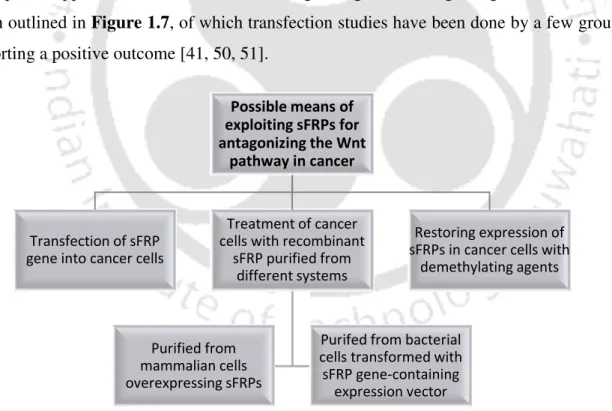 Figure 1.7. Possible means of exploiting the sFRPs for antagonizing Wnt pathway in cancer