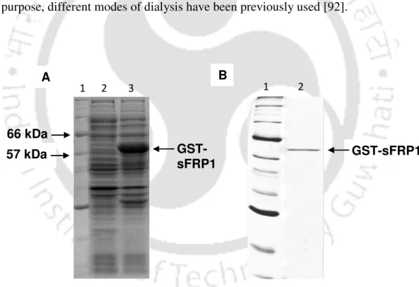 Figure  2.2.  12%  SDS-PAGE  depicting  expression  and  purification  of  GST-sFRP1.    (A)  Lane 1 shows the protein molecular weight marker (2-212 kDa), lane 2 shows the uninduced  cell lysate of E