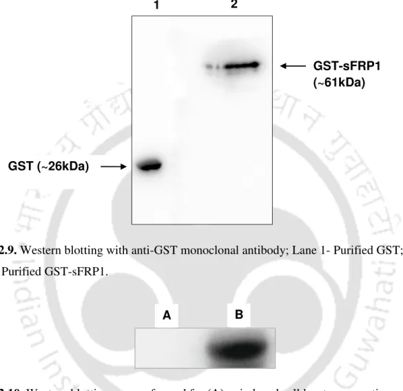 Figure 2.9. Western blotting with anti-GST monoclonal antibody; Lane 1- Purified GST; 