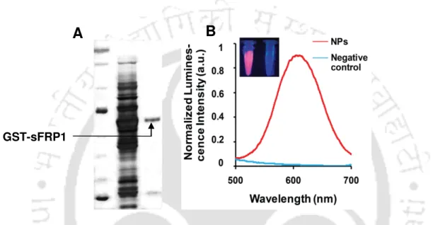 Figure  3.1.  (A)  12%  SDS-PAGE  showed  a  single  band  of  purified  GST-sFRP1  at  its  legitimate size of 61 kDa, (B) Emission spectrum of Chi-Au NC-Alg NPs displaying bright  luminescence when excited with 320 nm wavelength of light; negative contro