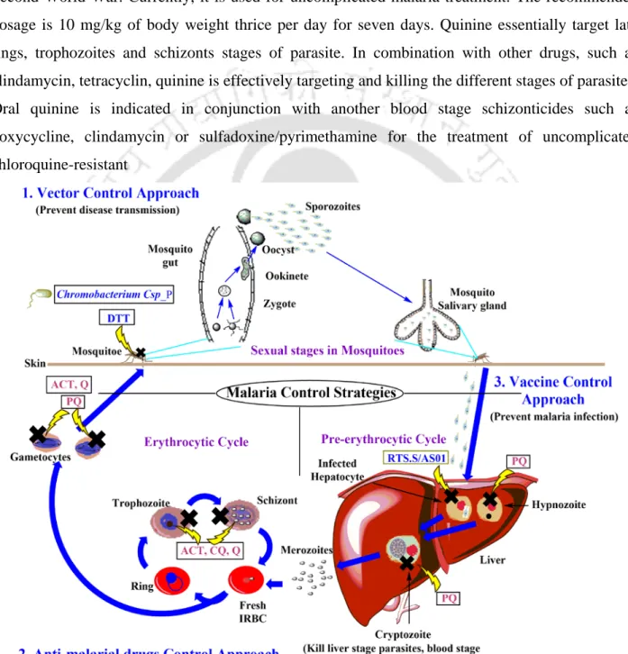Figure 1.4: Different Strategies to control Malaria transmission. Malaria control is achieved by different  methods