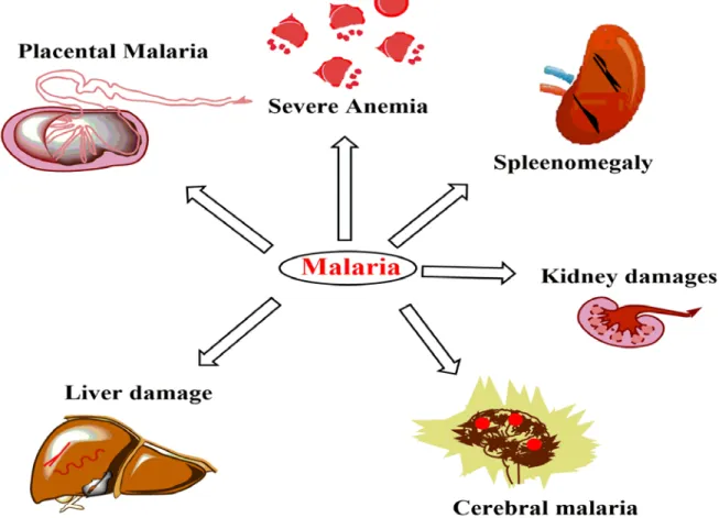 Figure 1.6: Different complications observed in host during malaria. The major  organs  often  undergo for partial or complete dysfunction during malaria to cause the death in host
