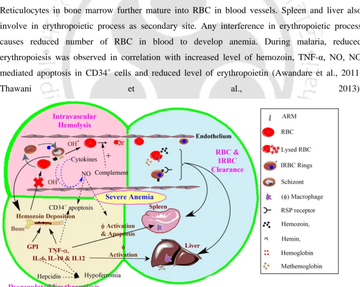 Figure 1.7: Pathophysiology of severe anemia.  During malaria severe anemia develops by  enhancing the intravascular hemolysis, RBC and IRBC clearance