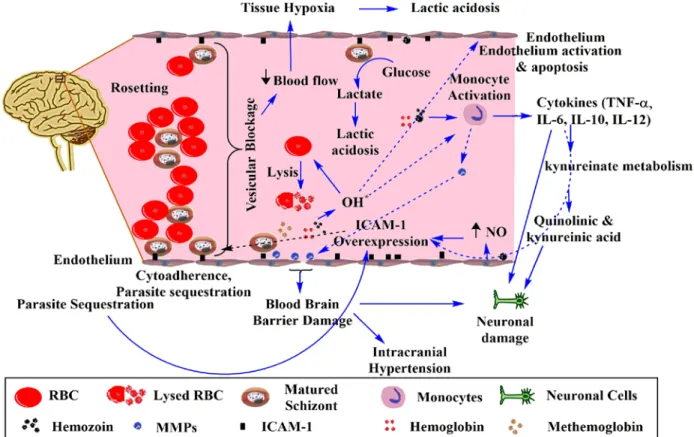 Figure 1.8: Summary of events responsible for pathology of cerebral malaria. Cerebral malaria  results in untreated P