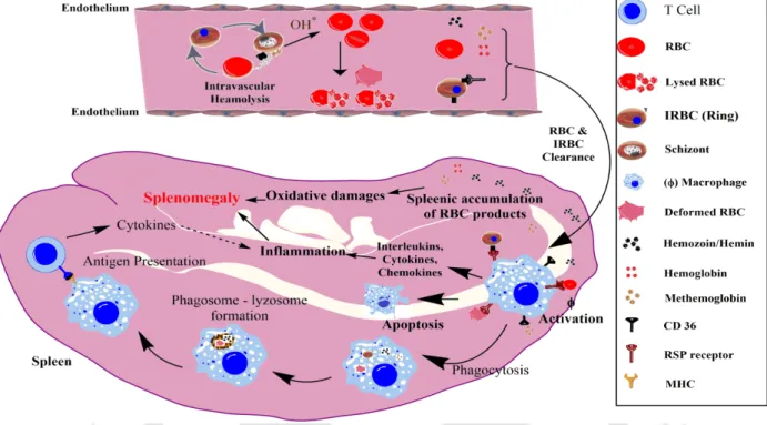 Figure 1.9:  Pathophysiology of Splenomegaly.  Enhanced hemolysis, RBC clearance, red pulp  macrophage activation, inflammation and oxidative damages together lead to the splenomegaly in  malaria patient