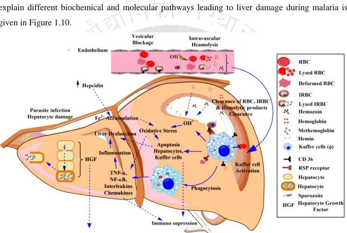 Figure 1.10: Pathophysiology of Liver dysfunction. Various degree of liver failure is common in  malaria cases