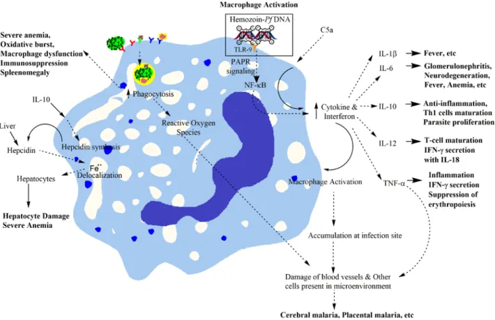 Figure 1.14: Monocytes and macrophage during malaria.  During malaria, macrophage  activation can cause the severe damage to brain and placenta through inflammation