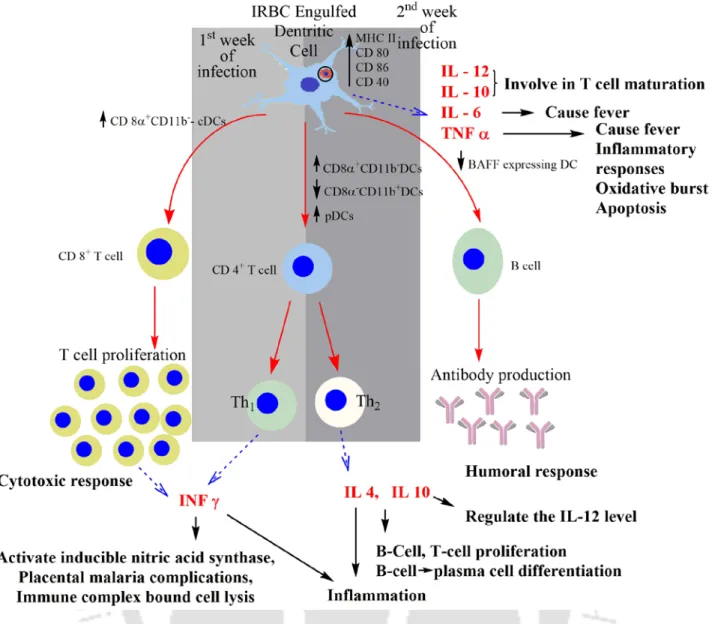 Figure 1.15: T cell activation and the consequences during malaria. 