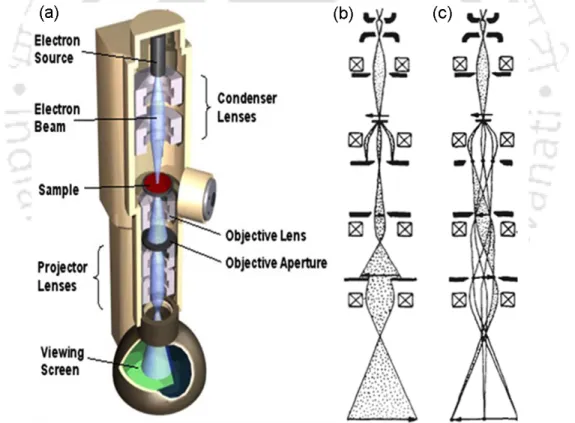 Figure 3.13: (a) Cut view of transmission electron microscope and (b) schematic ray  diagrams of image mode and (c) diffraction mode