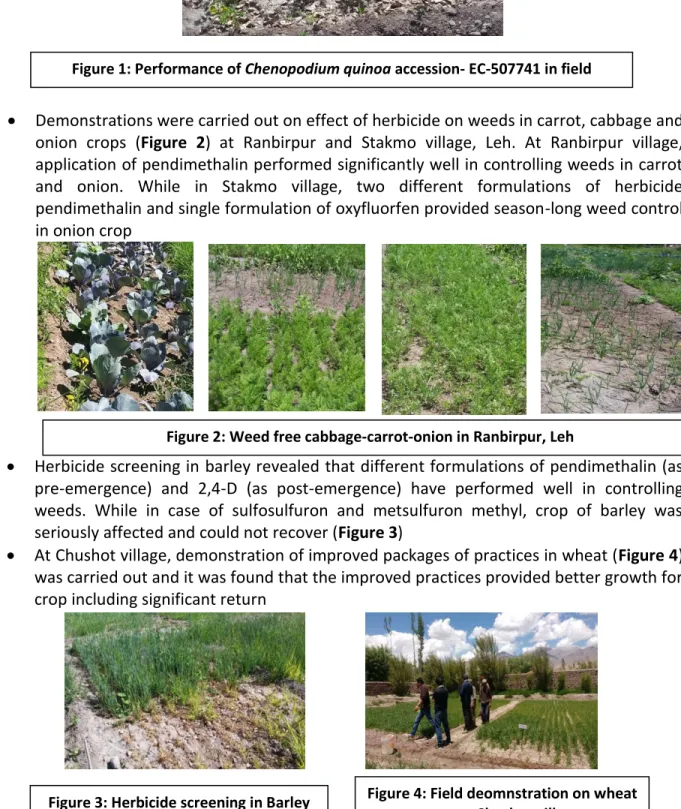 Figure 3: Herbicide screening in Barley  Figure 4: Field deomnstration on wheat  crop at Chushot village 