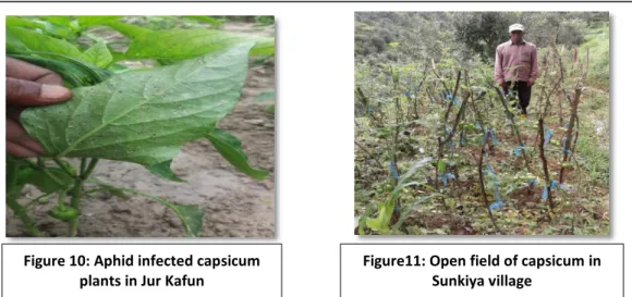 Figure 10: Aphid infected capsicum  plants in Jur Kafun 