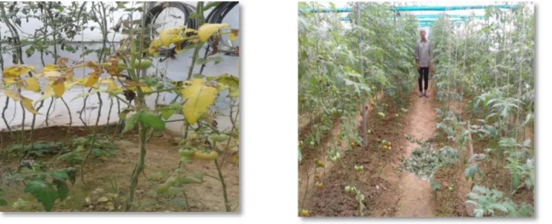 Figure 9: Disease infected (left) and Protected cultivation (right) of tomato in Sunkiya village 