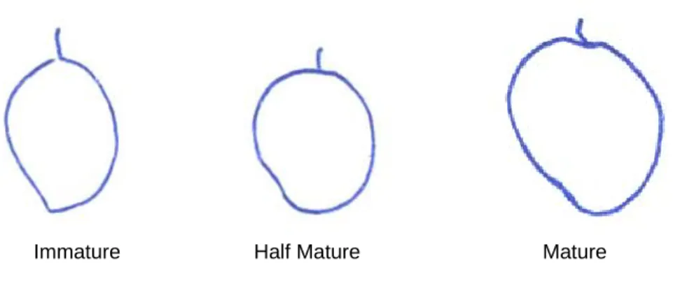 Fig 1 : Judging mango harvest maturity by shape of shoulder 