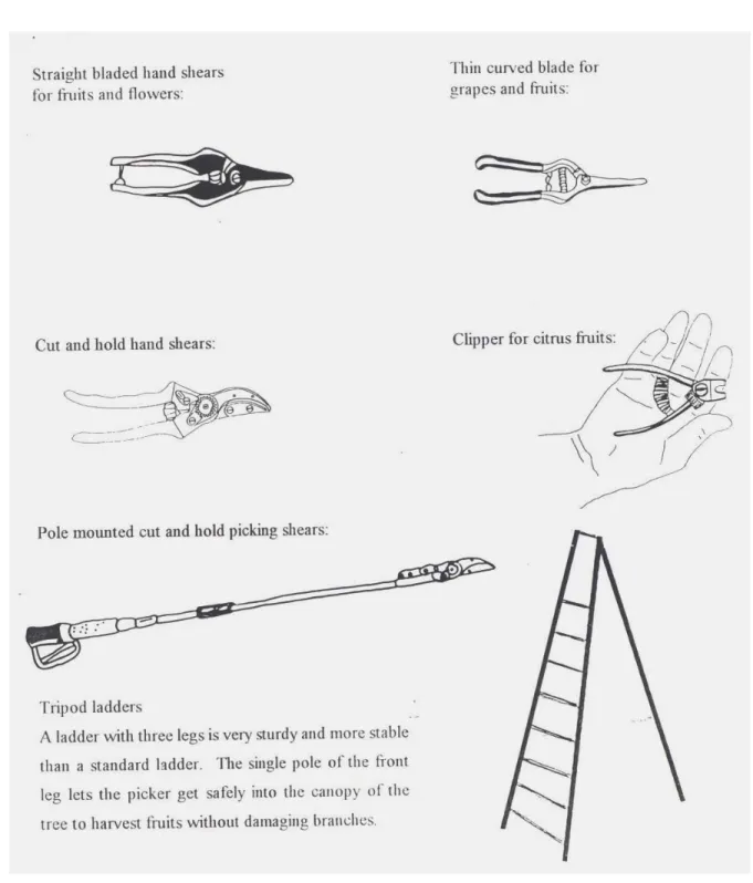 Fig 3 : Different tools used during harvesting (Source : Lisa Kitinoja and James Gorny, 1998) 9