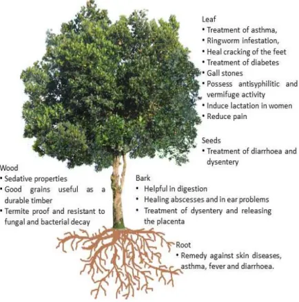 Figure 1.5: Medicinal and pharmaceutical advantages from each part of jackfruit tree 