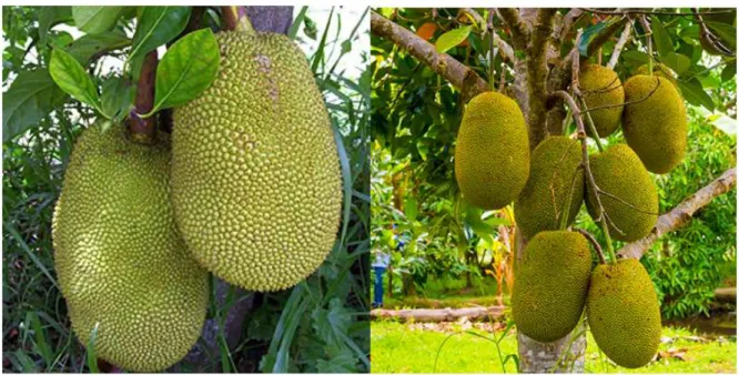 Figure 2.3: Tender and ripe jackfruit on tree (Location: NIT Rourkela) 